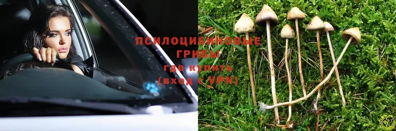 где купить наркотик  Ковылкино  Галлюциногенные грибы Magic Shrooms 